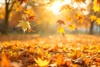 Entretien du jardin en automne