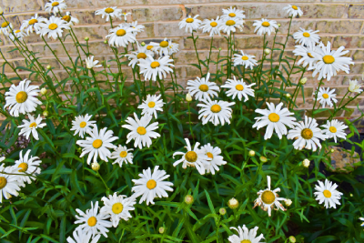 Pâquerette à planter en février