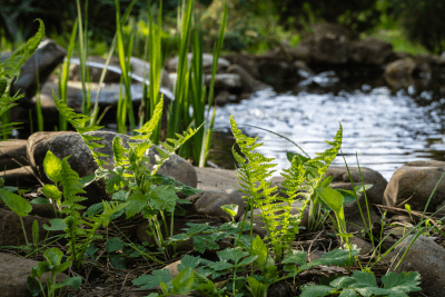 Création de pièce d'eau dans votre jardin