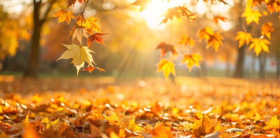 Conseils pratiques pour un jardin d'ornement en automne à Assesse 