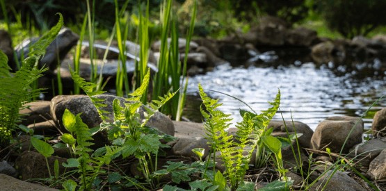 Création de bassins dans votre jardin à Saint-Servais