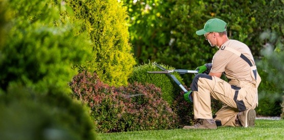 Taille d’arbres et arbustes par des professionnels à Namur