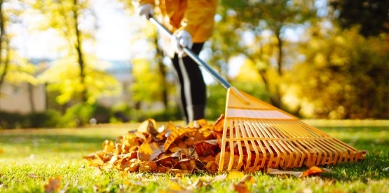 Travaux de jardinage en octobre en Wallonie